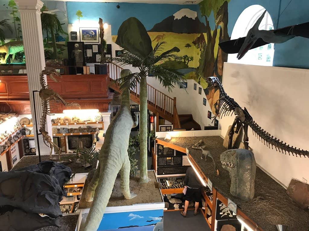 Stuffed Animal & Skeleton Displays