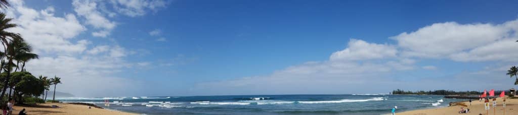 Sunning Sea Turtles