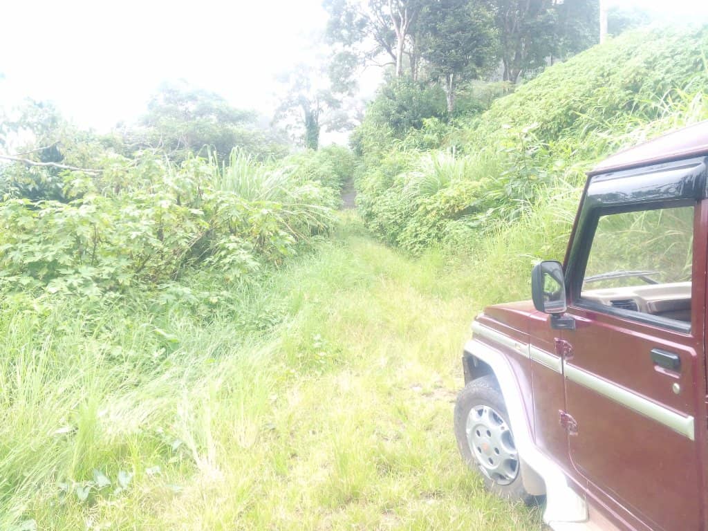 Pine-Scented Forests