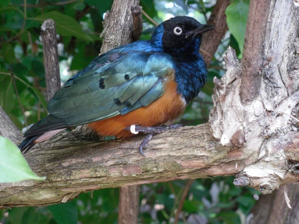 Interactive Bird Exhibit