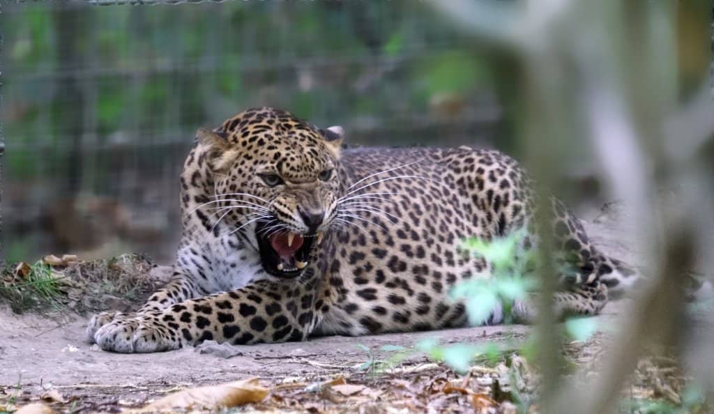 Safari Train Adventure