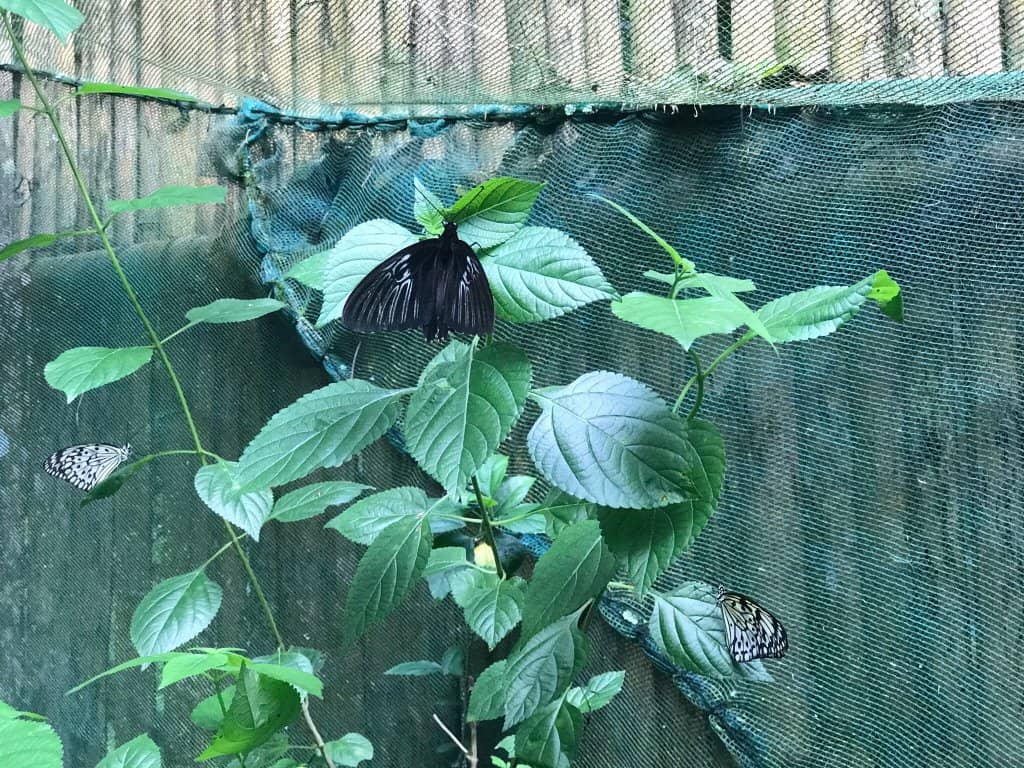 Scenic River Kayaking
