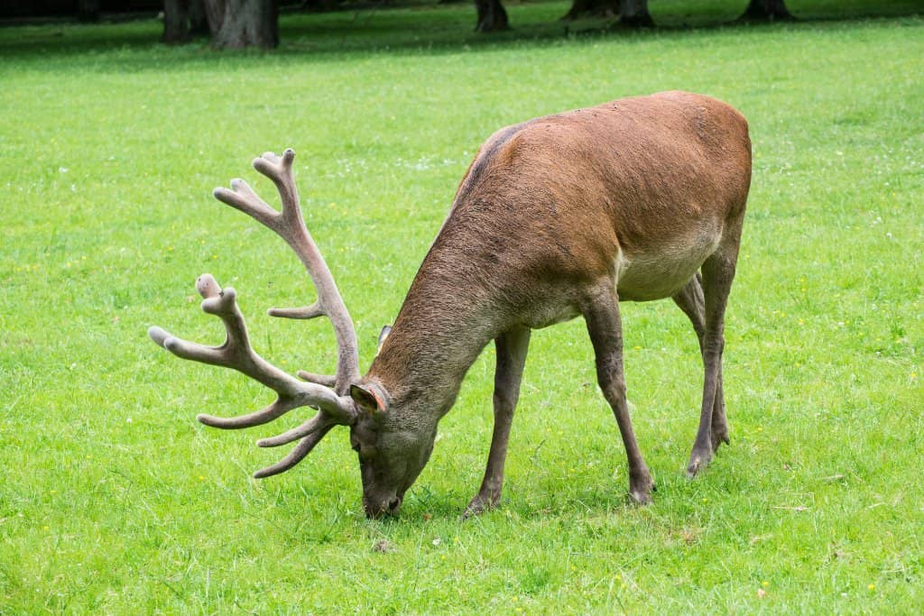 Wolves and Elk