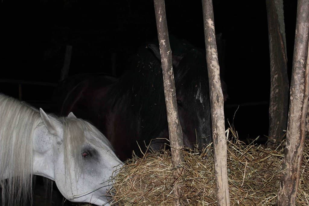 Sunrise/Sunset Spectacle