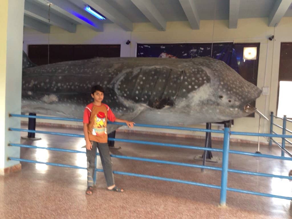 The Mighty Baluchitherium