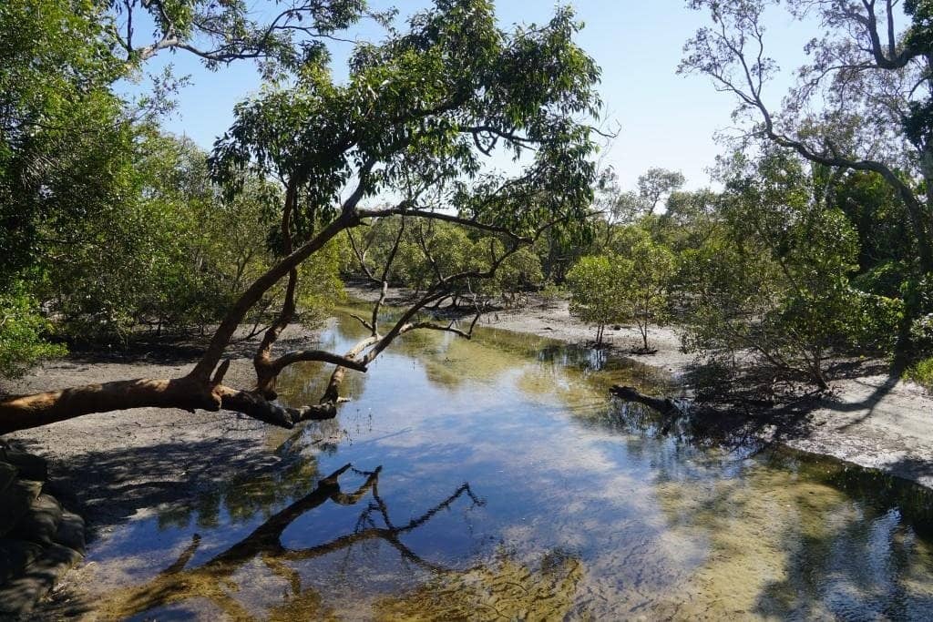 Coastal Forest Walk