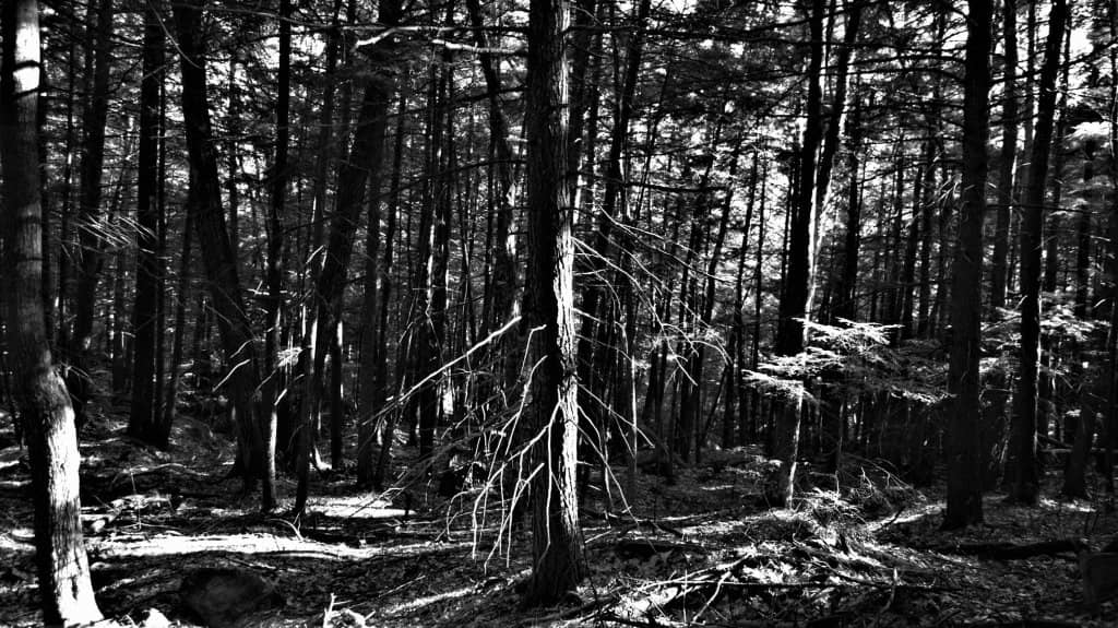 Lakeshore Hiking Trail