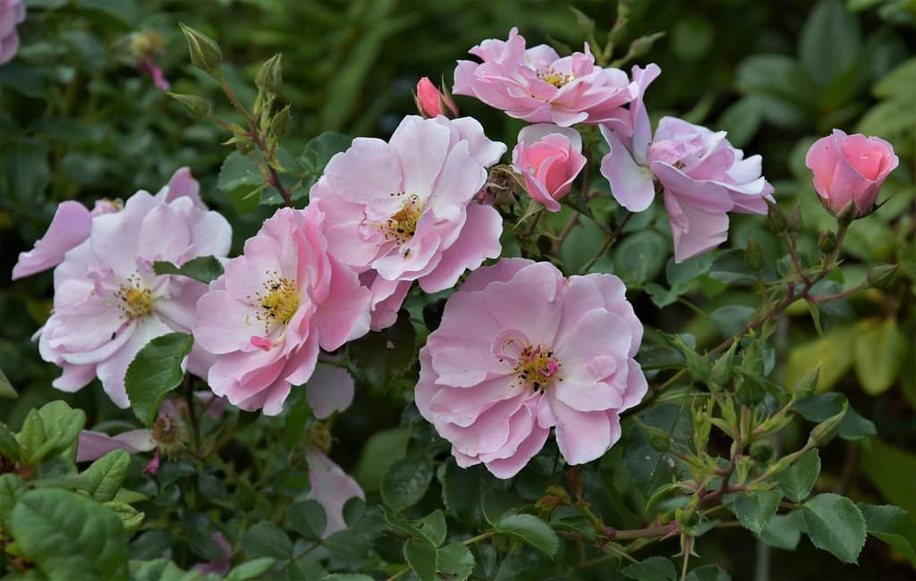 Edwardian Terraced Gardens