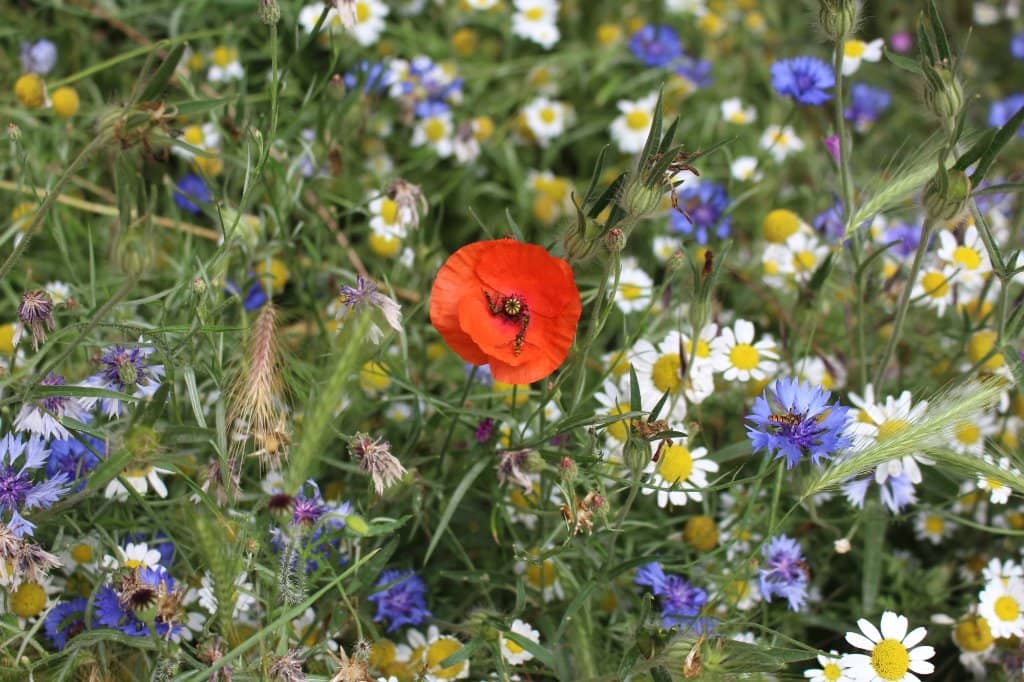 Adventure Playground