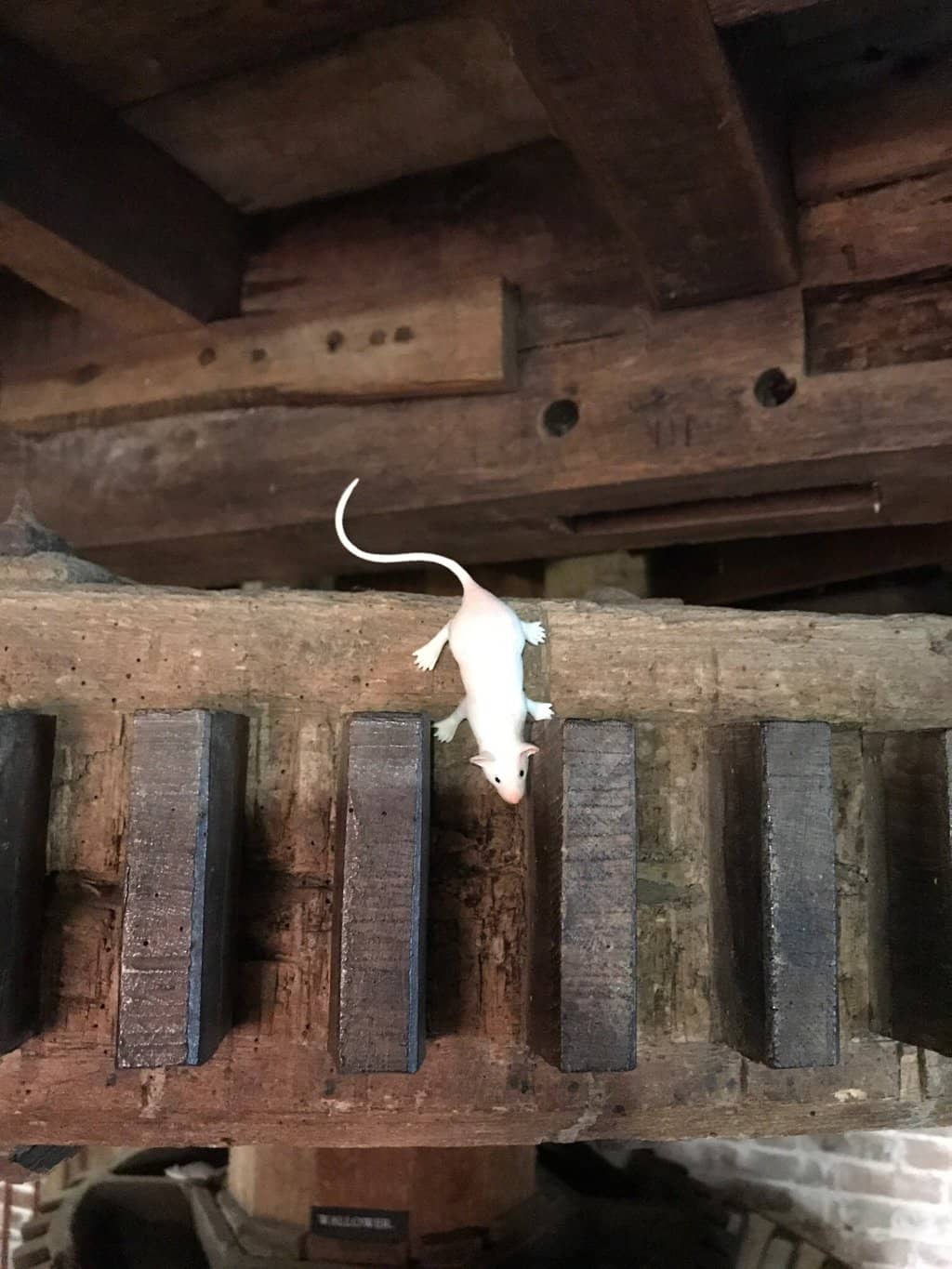 Local Flour Purchase