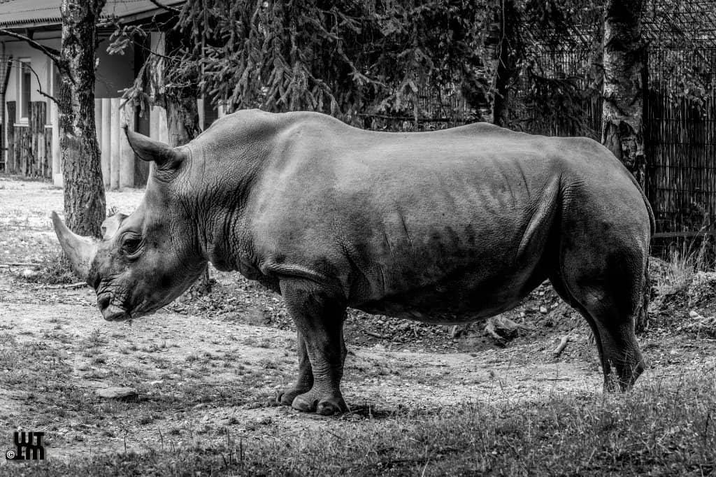 Giraffe & Tiger Habitats