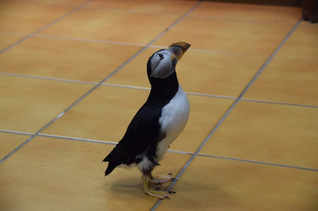 Conservation Exhibits