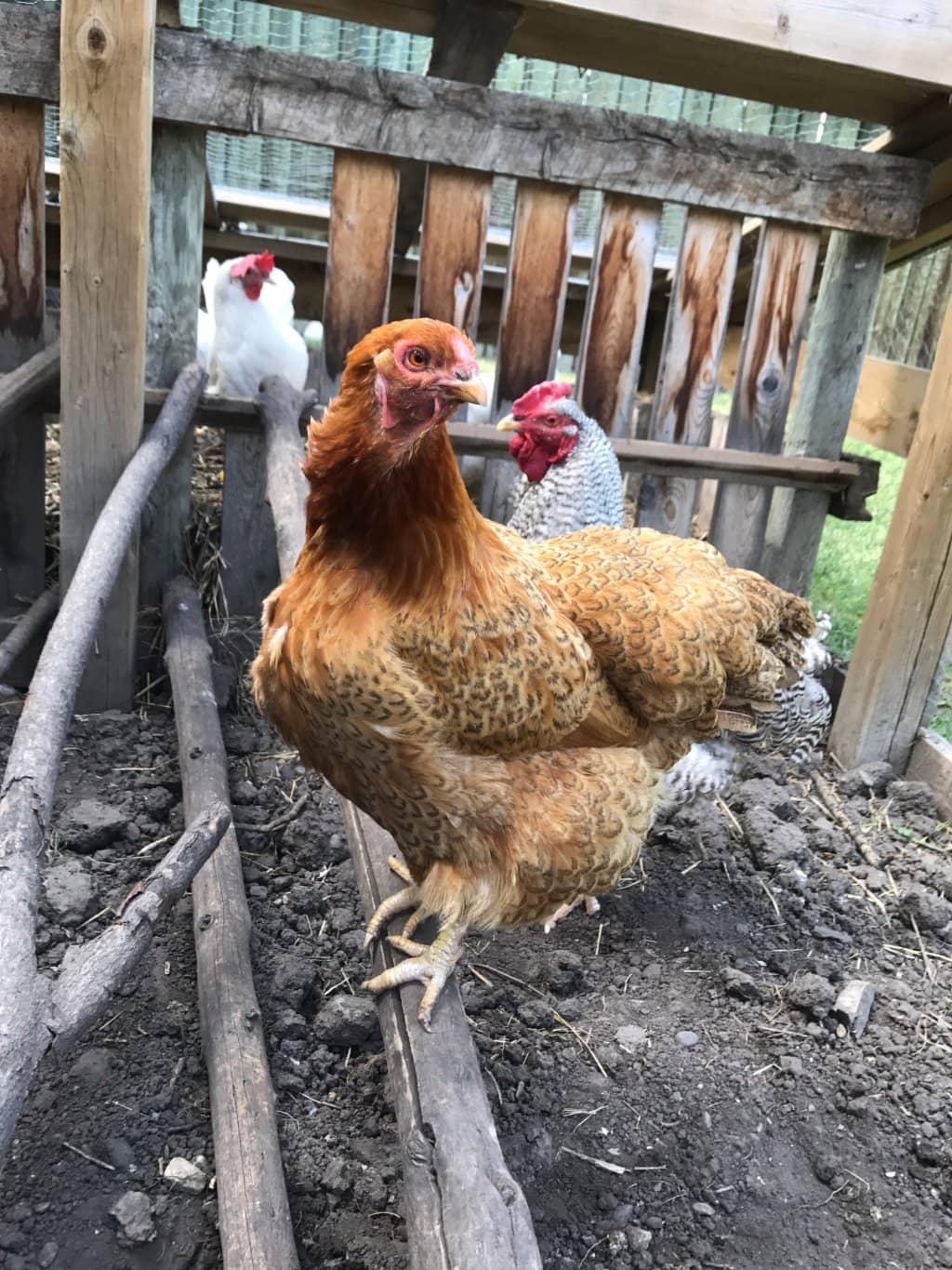 Birdwatching Opportunities