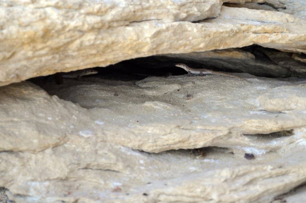 Convenient Dining Options