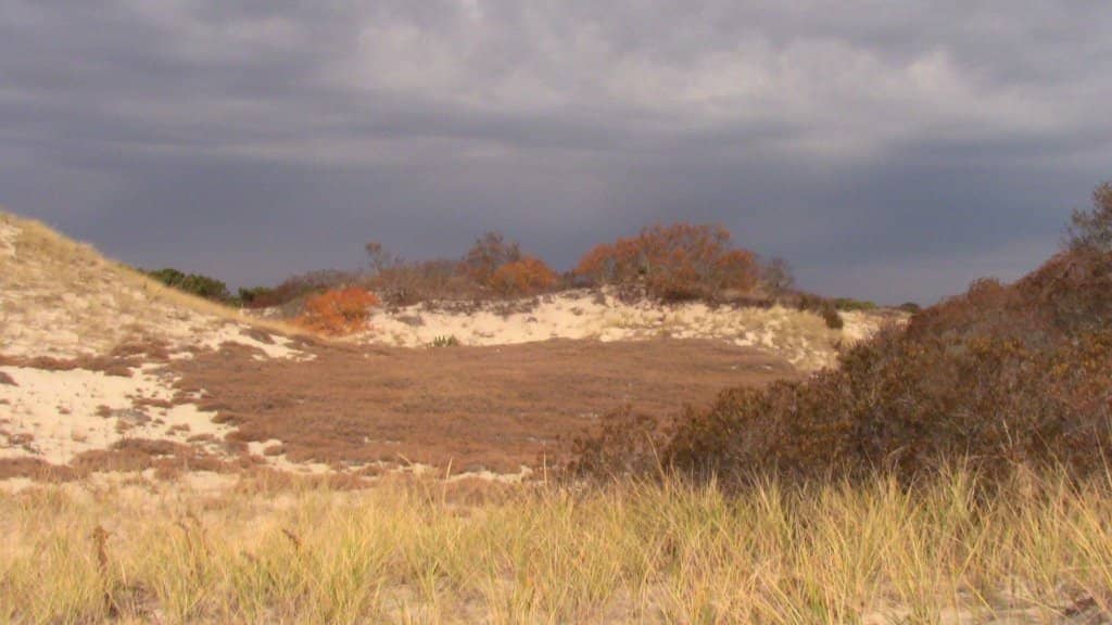 Salt Marsh Trails