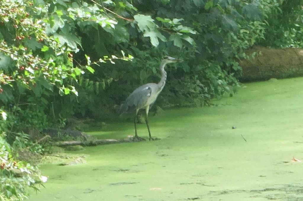 Wildlife Encounters
