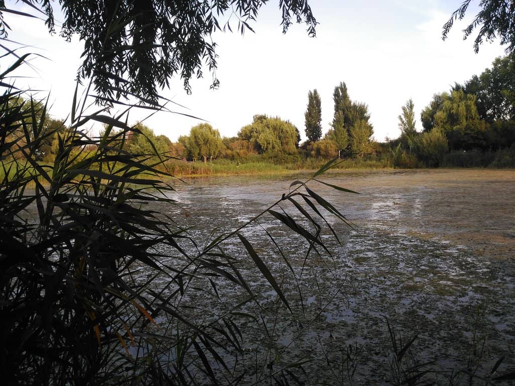 Abundant Wildlife Viewing