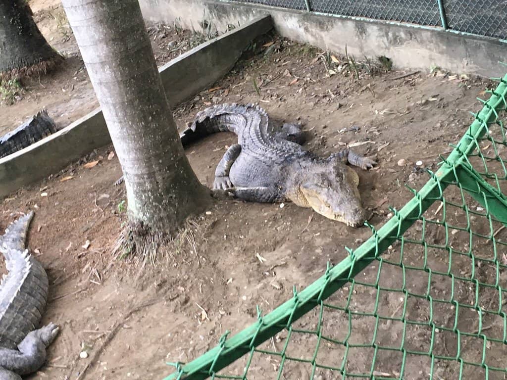 Crocodile Lechon