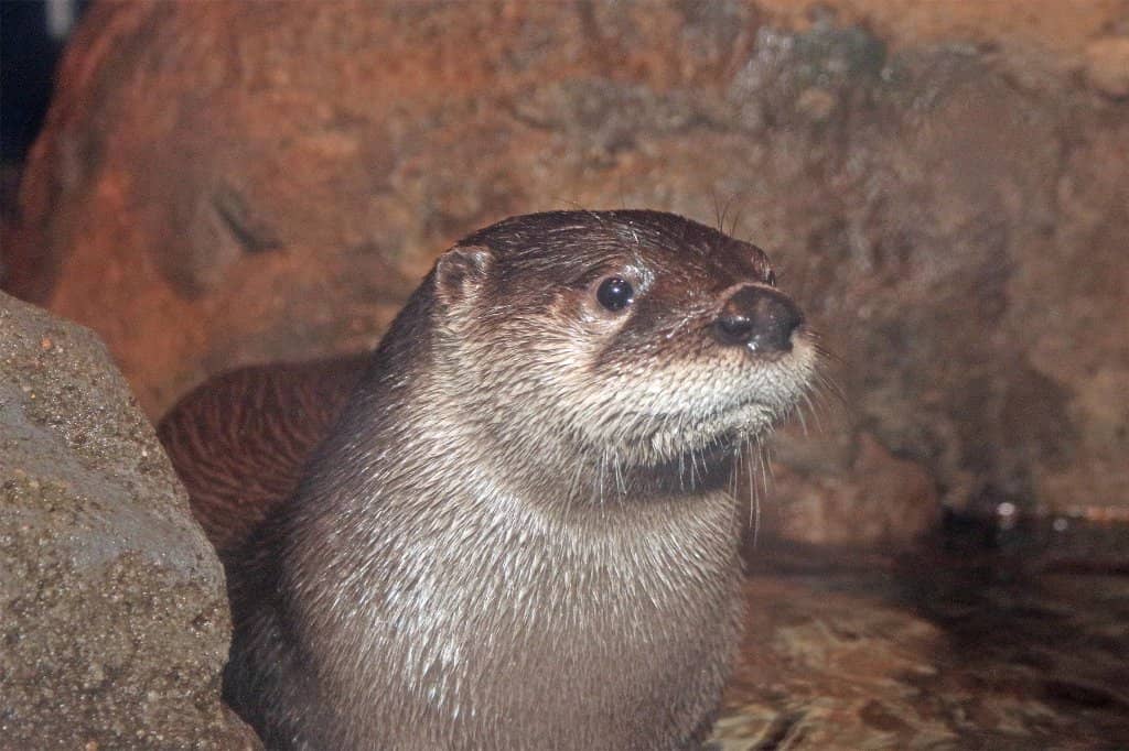 Seal Habitat
