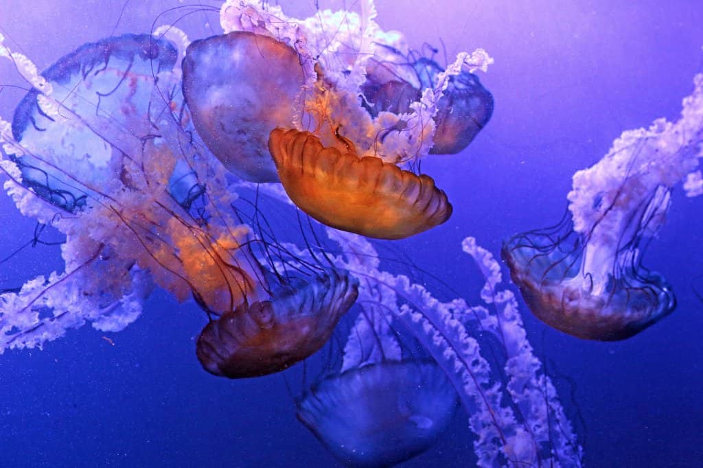 Touch Tanks