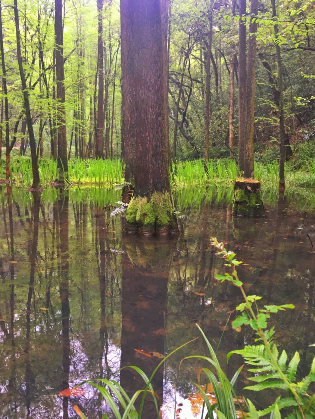 Forest Park