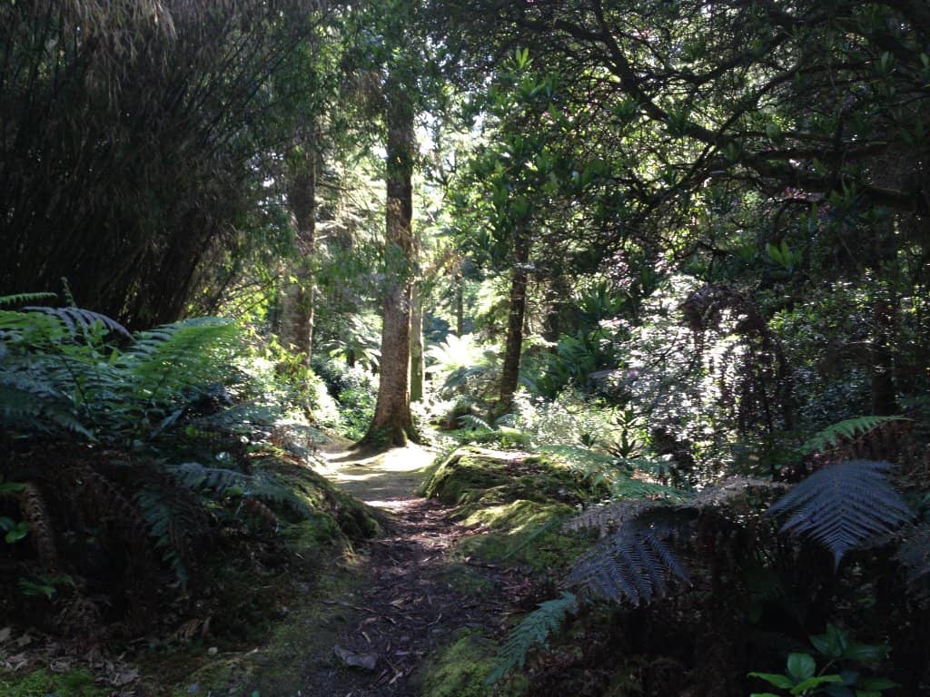 Winding Woodland Trails