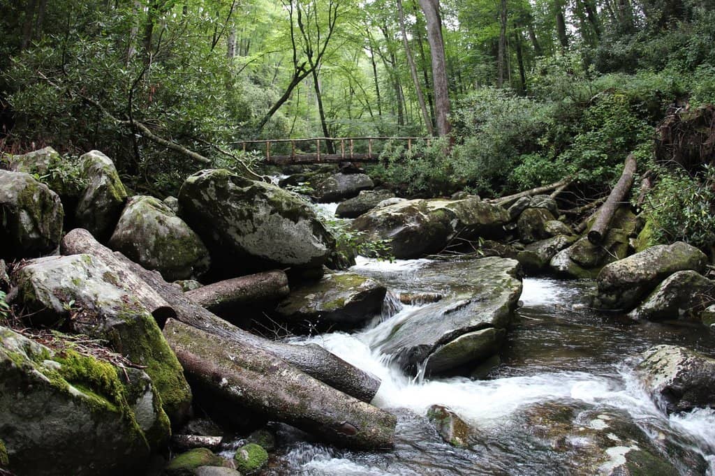 Old-Growth Forest