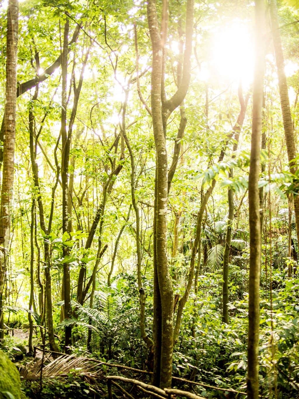 Lush Tropical Grounds