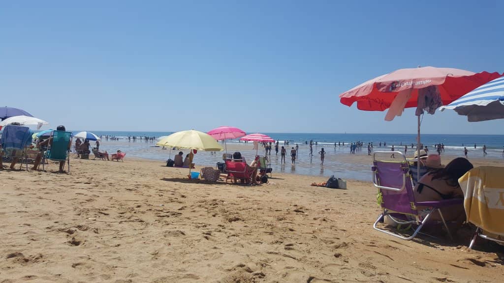 Dolago's Palmeras