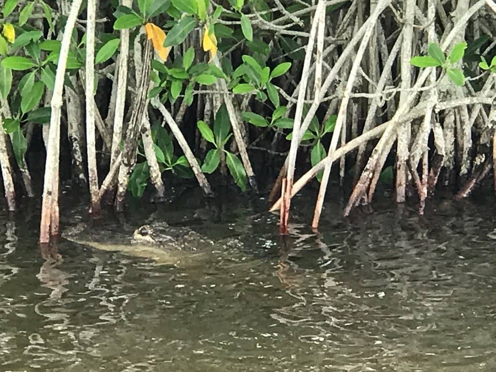 Hold an Alligator