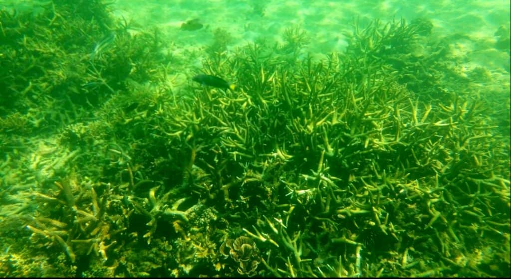 Manukan Island Beaches