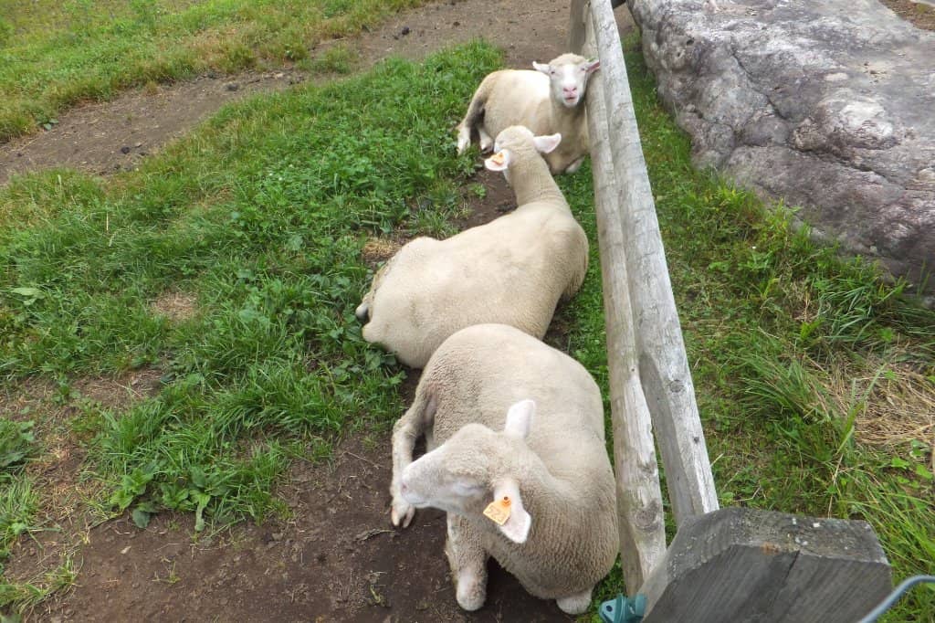 Farm Animals