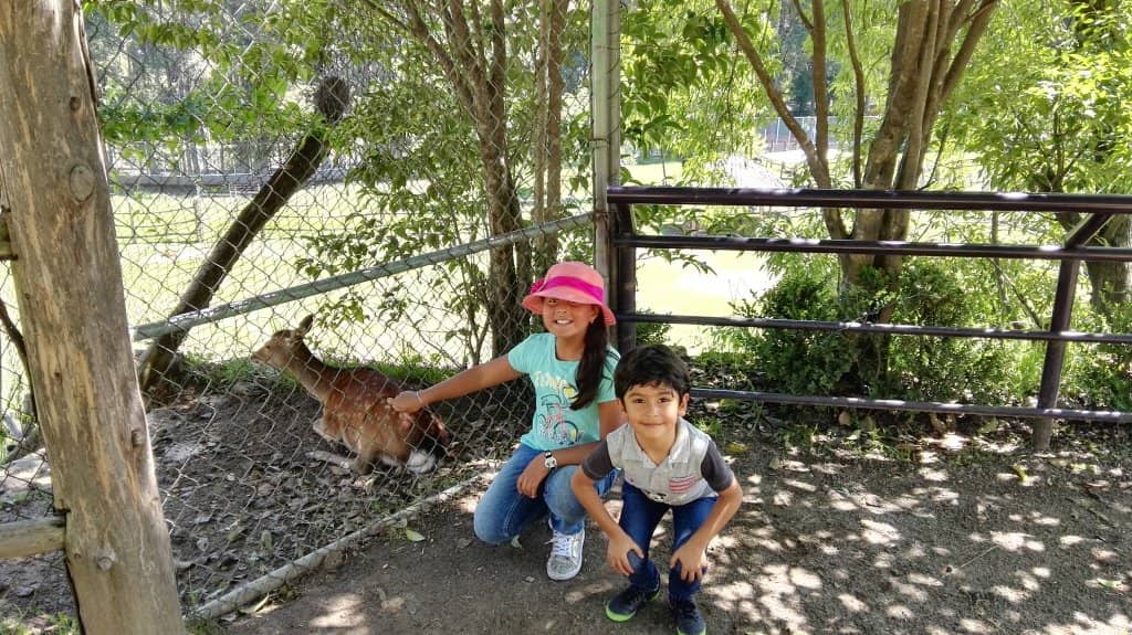 Diverse Animal Collection