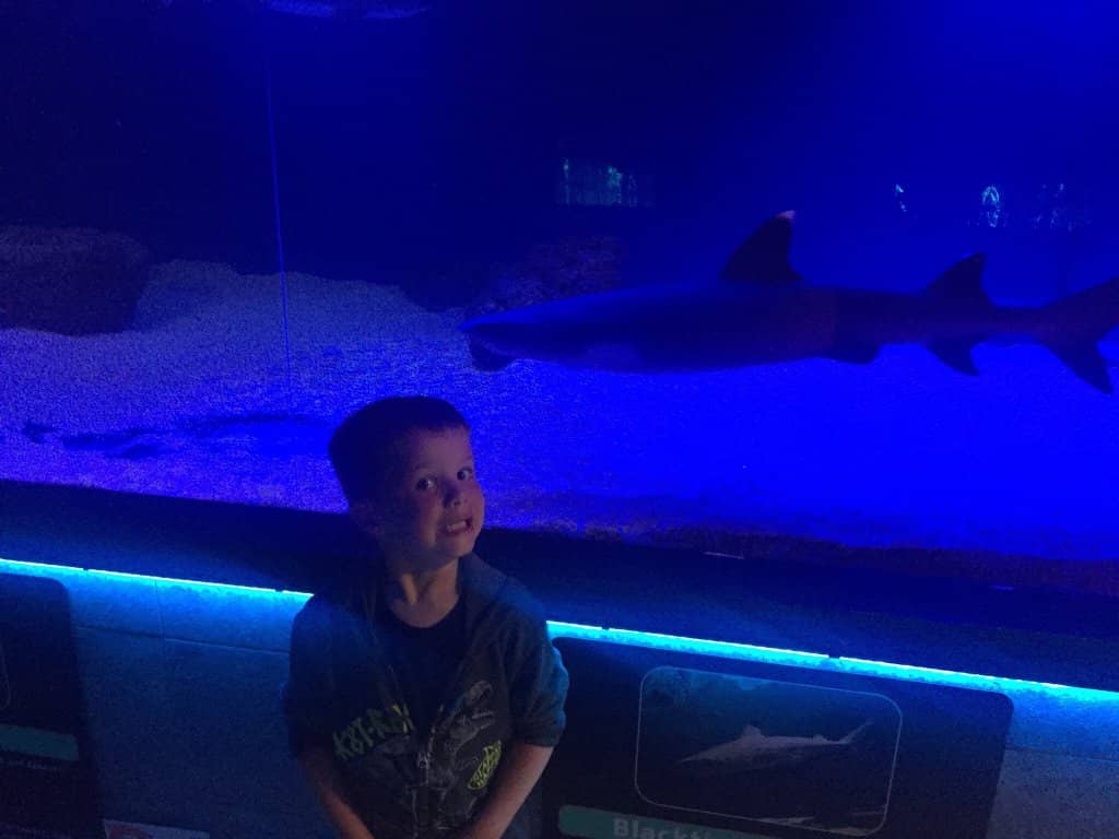 Stingray Touch Pool
