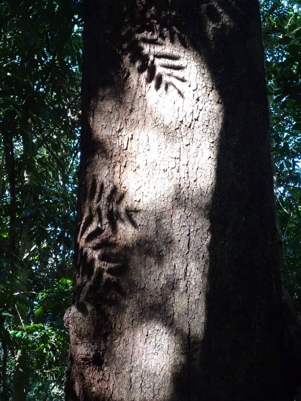 Rainforest Walks