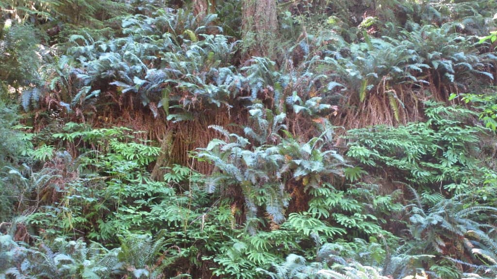 Pygmy Forest Discovery Trail