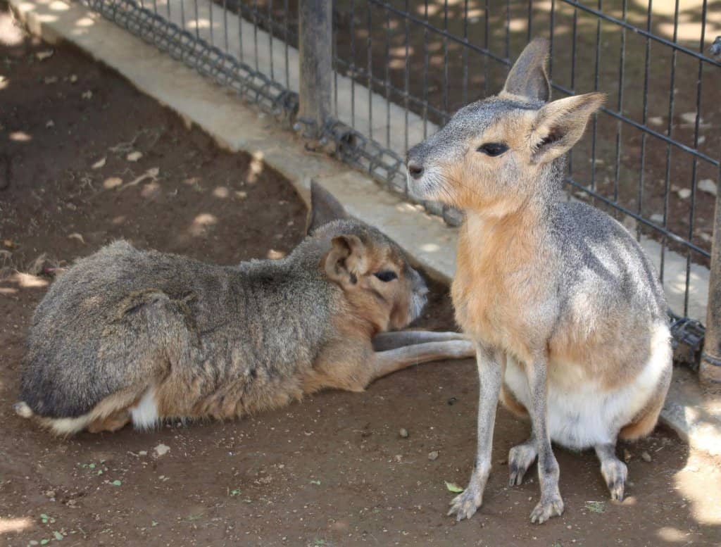 Ascend to the Observation Floor
