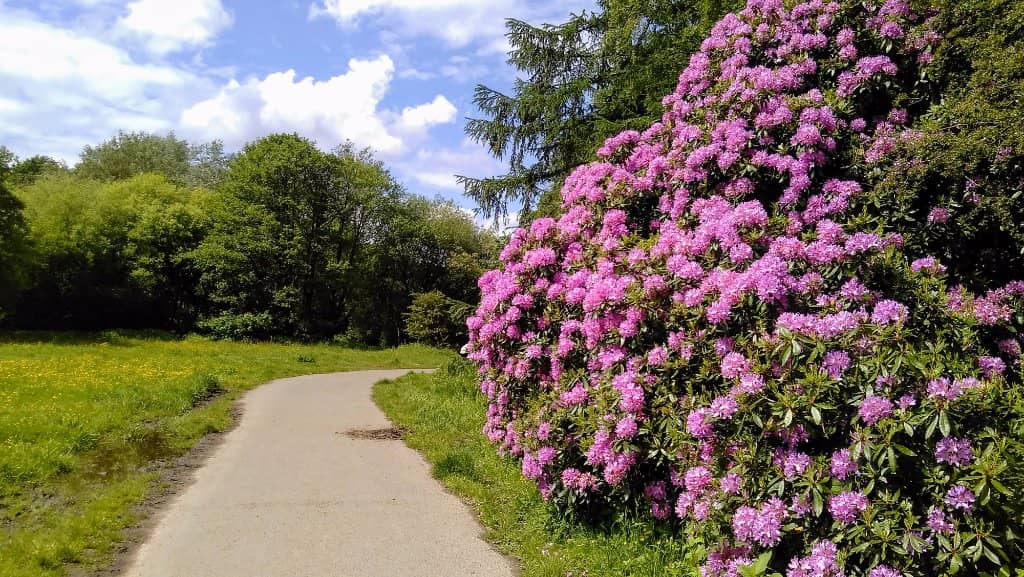 Northern Lights Event