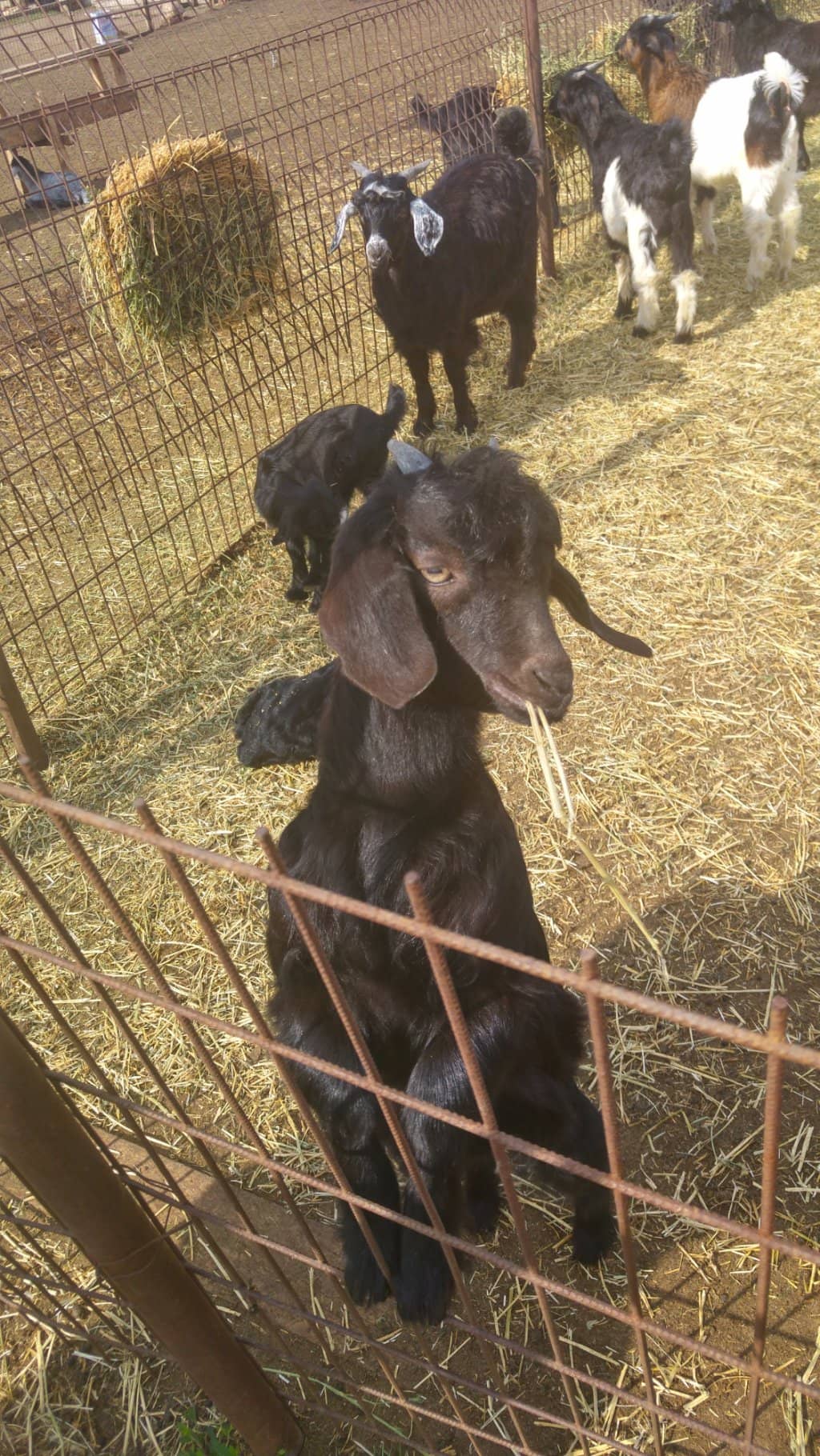Grazing Sheep