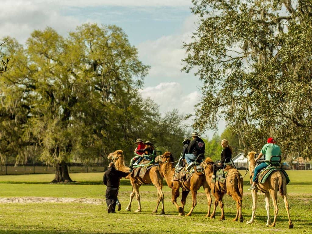 Drive-Thru Safari Adventure