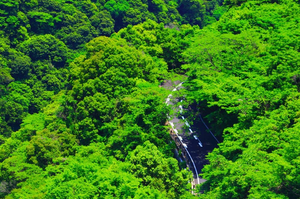 Teruha Forest Immersion
