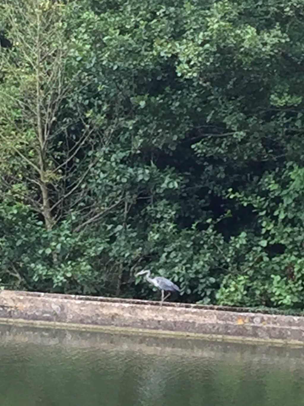 Expansive Play Areas