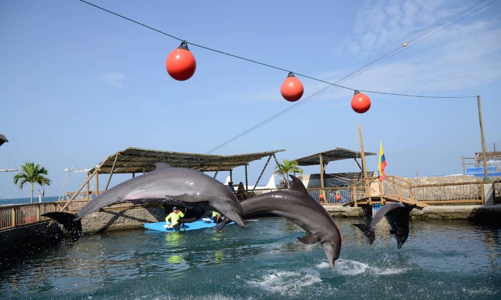 Dolphin Show