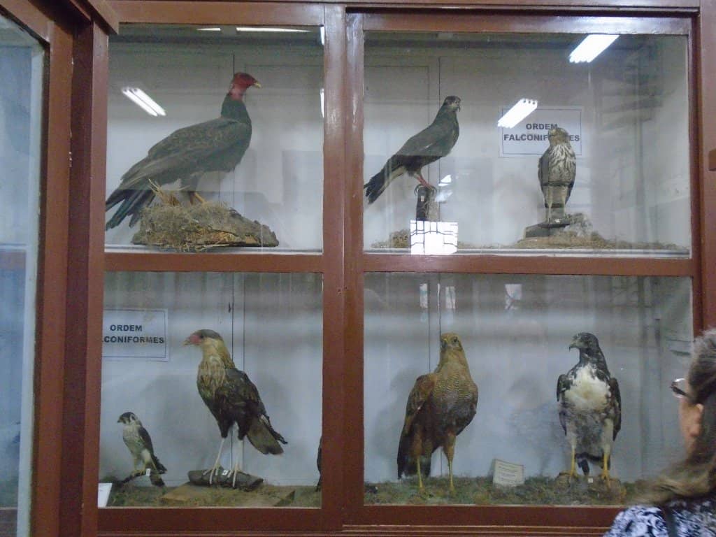 Paleofauna Collection