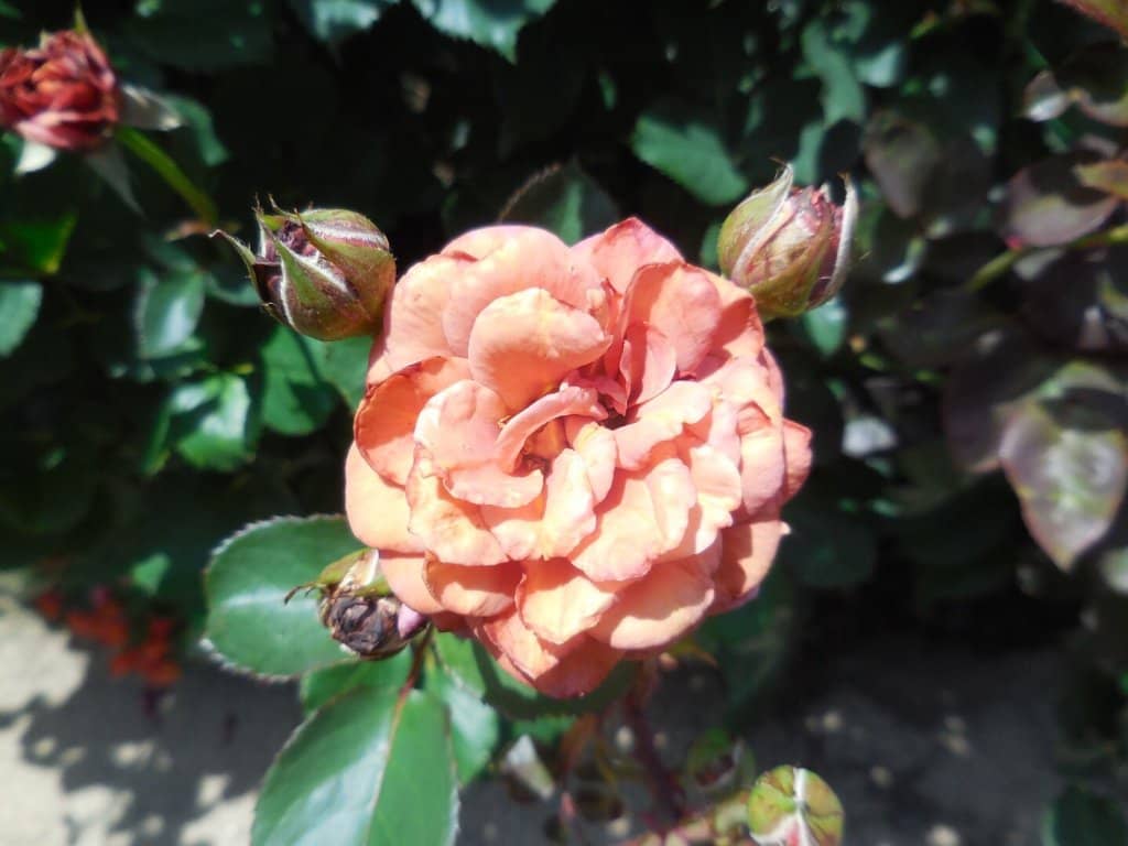 Rose Tunnel