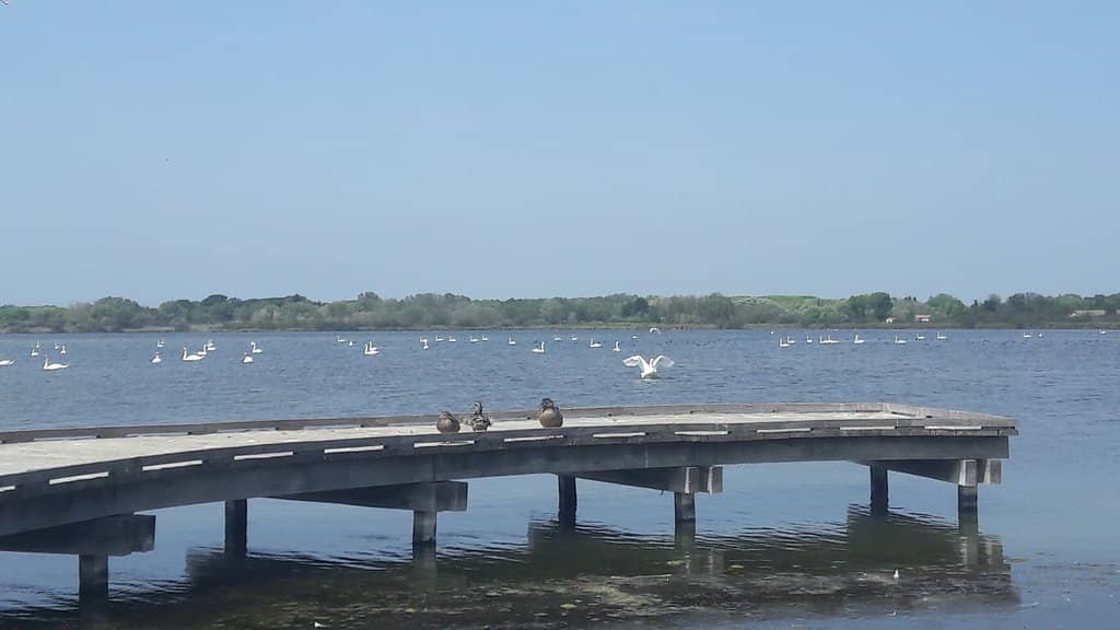 Wildlife Encounters