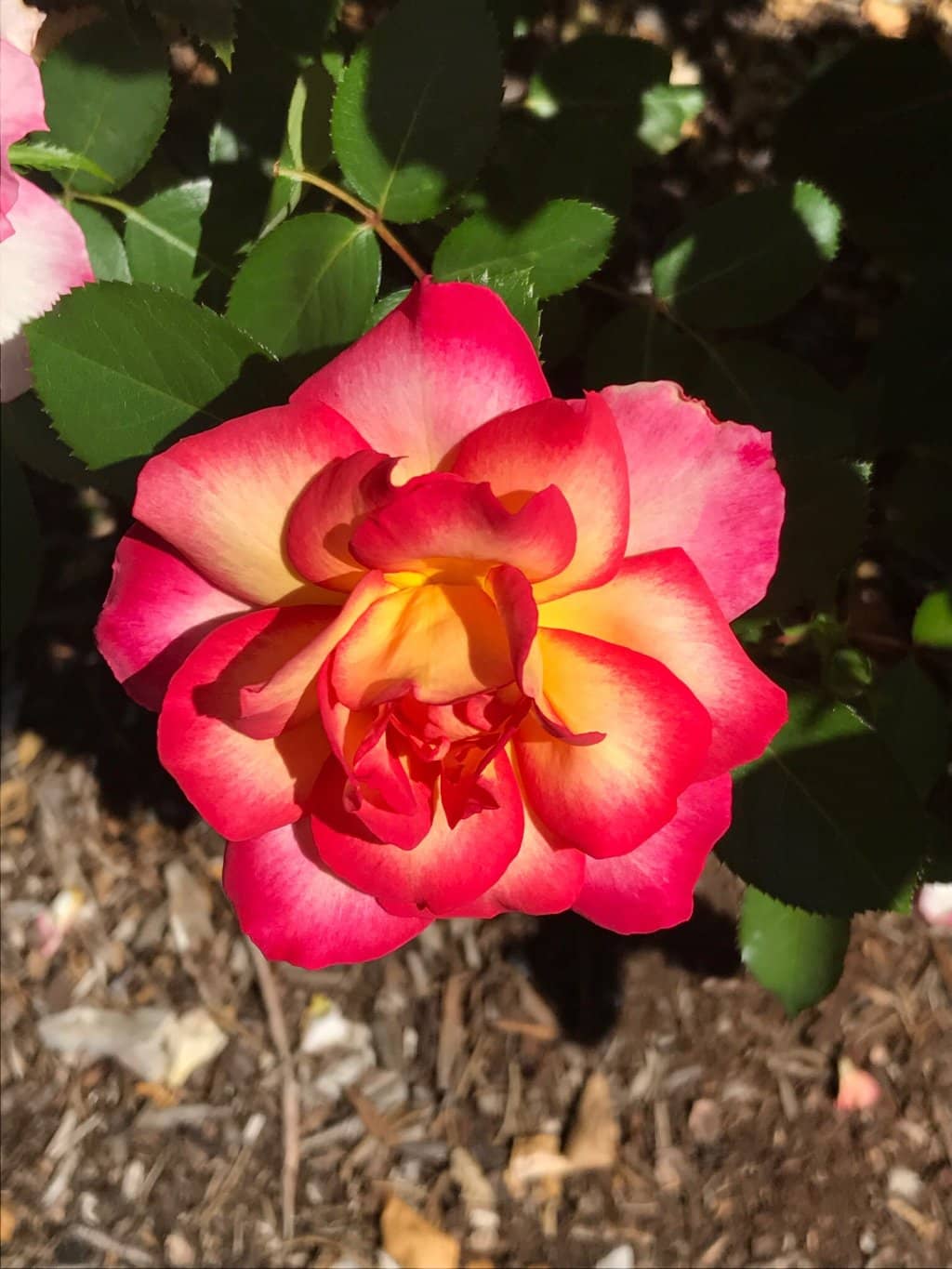 Interactive Rose Map