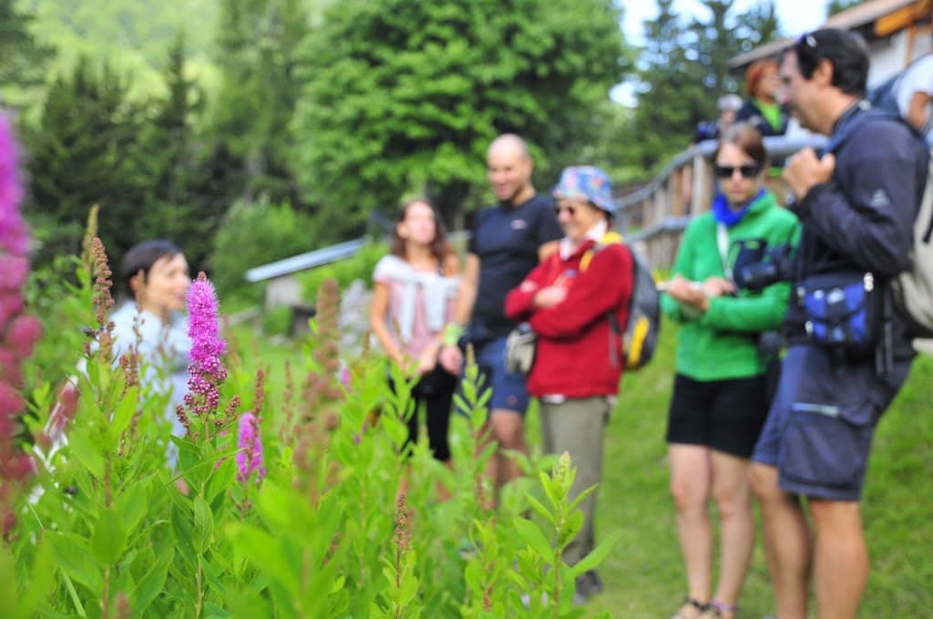 Alpine Flora Showcase