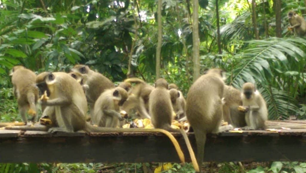 Green Monkey Sightings