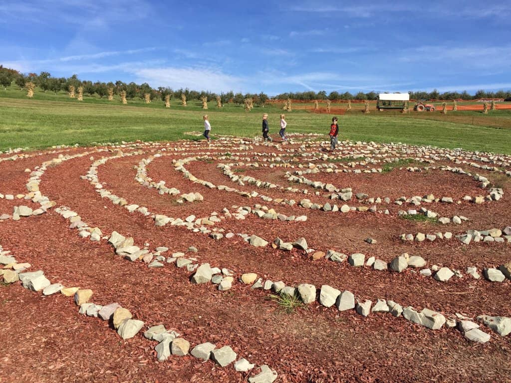 Vibrant Sunflower Fields